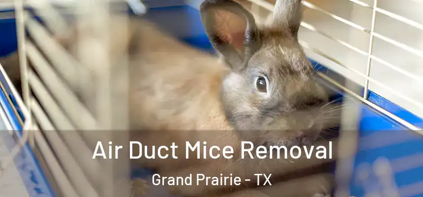  Air Duct Mice Removal Grand Prairie - TX